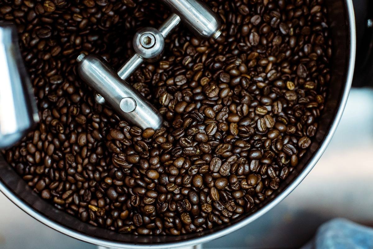 A coffee roaster carefully inspecting roasted coffee beans